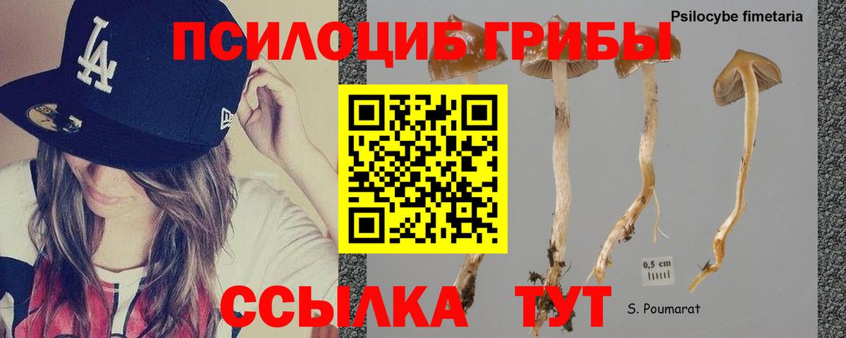 Галлюциногенные грибы Psilocybine cubensis Белгород